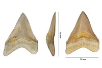 Carcharodon megalodon